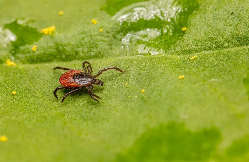 Castor Bean Tick — Pest Control
