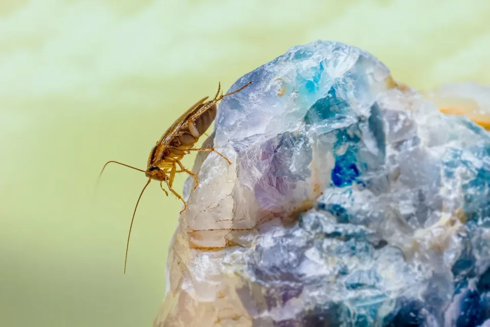 German Cockroach — Pest Control
