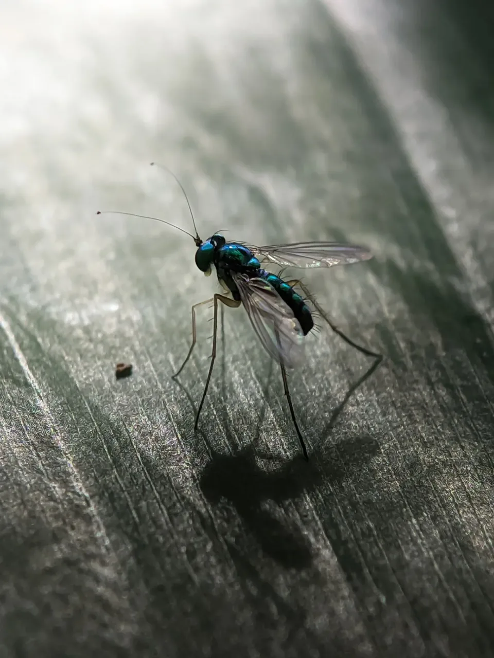Long-legged Fly — Pest Control Long-legged Fly — Pest Control