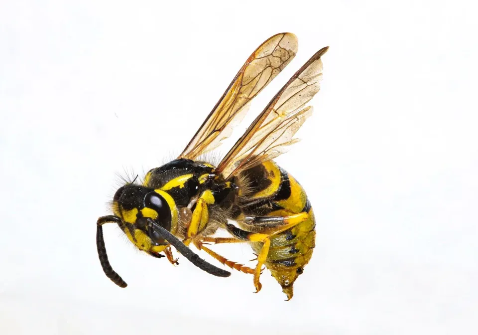 Wasp — Pest Control Wasp — Pest Control